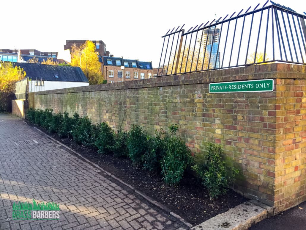 Hedge Replanting Project in Battersea SW11