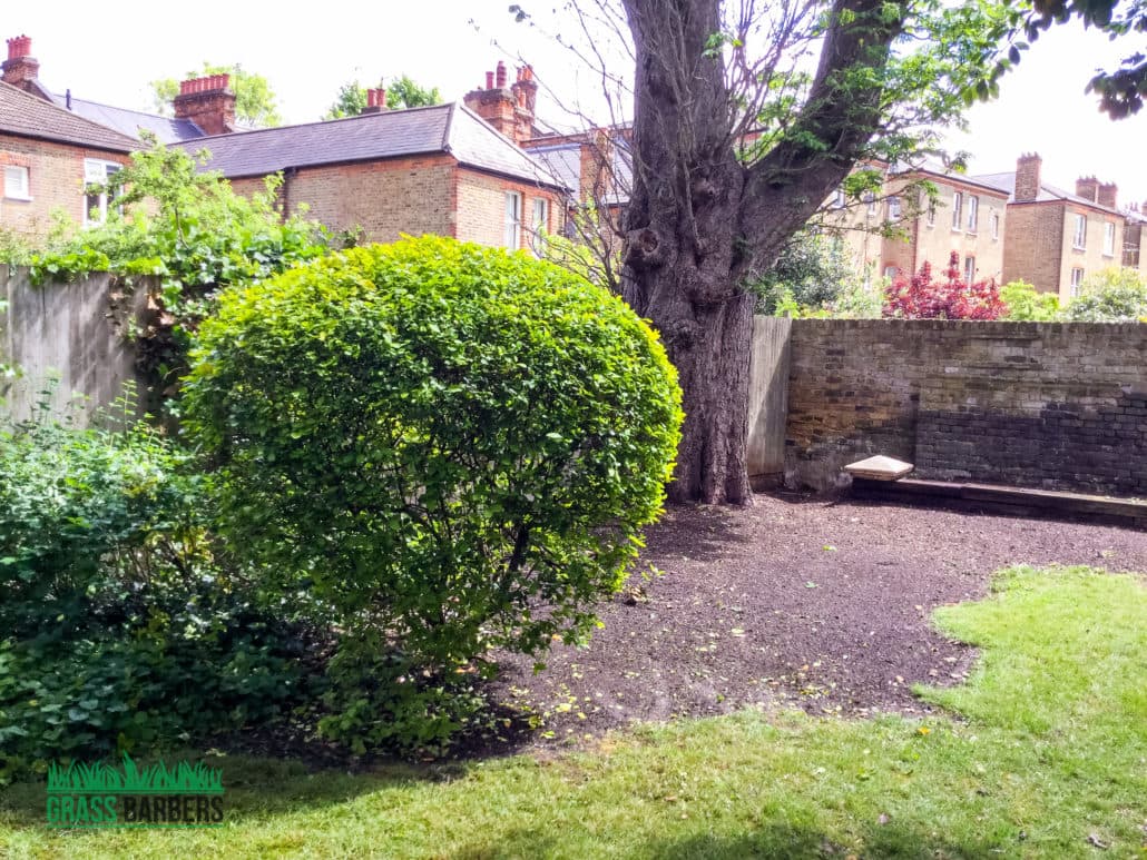 Grass Cutting and Gardening Project in Clapham SW4