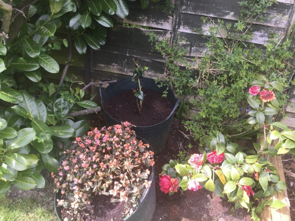 Garden Maintenance Project in Sutton SM3
