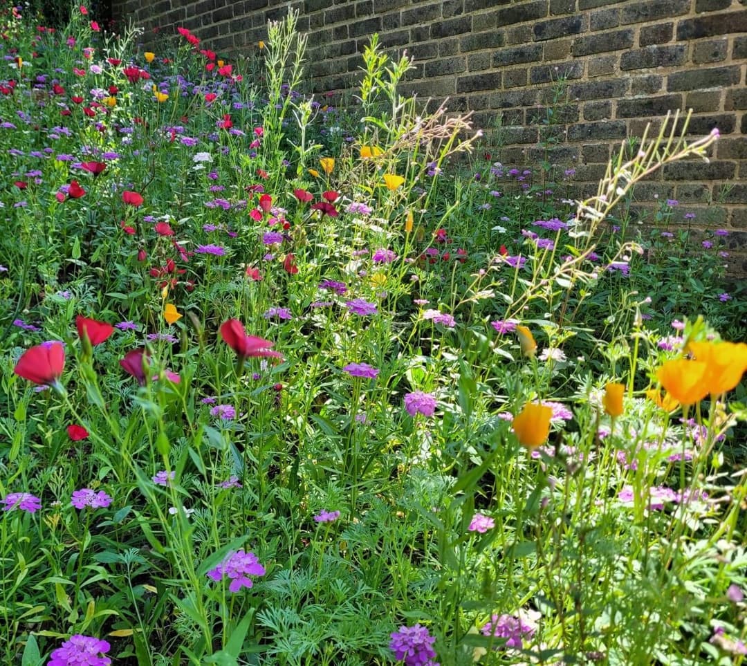Housing association grounds with poorly maintained hedges and litter before Grass Barbers contract