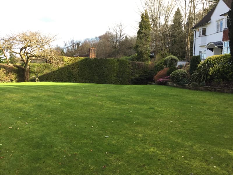 Neglected London lawn with invasive weeds and uneven growth before professional turf restoration