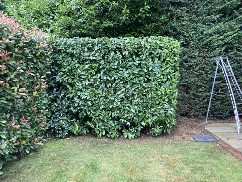 Formal hedge trimming result showing squared-off structural pruning and perfectly defined property lines