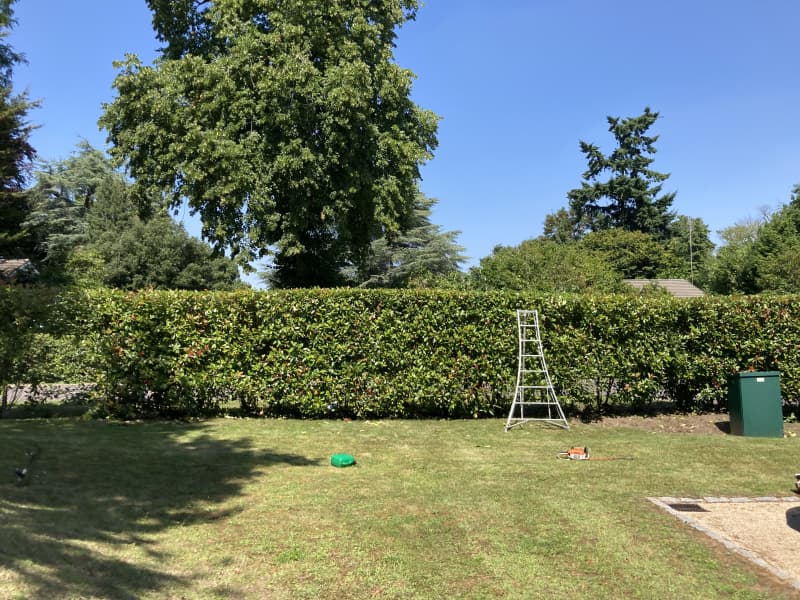 Hedge after precision topiary shaping