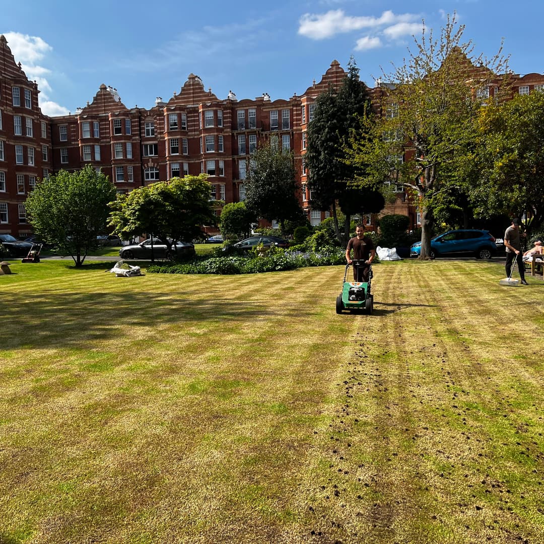 Neglected London lawn with heavy moss and weed infestation before professional mechanical scarification