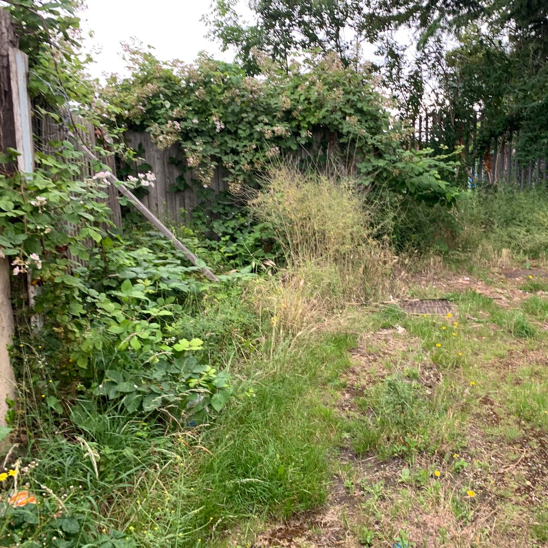 Garden infested with Japanese Knotweed and invasive weeds before professional treatment
