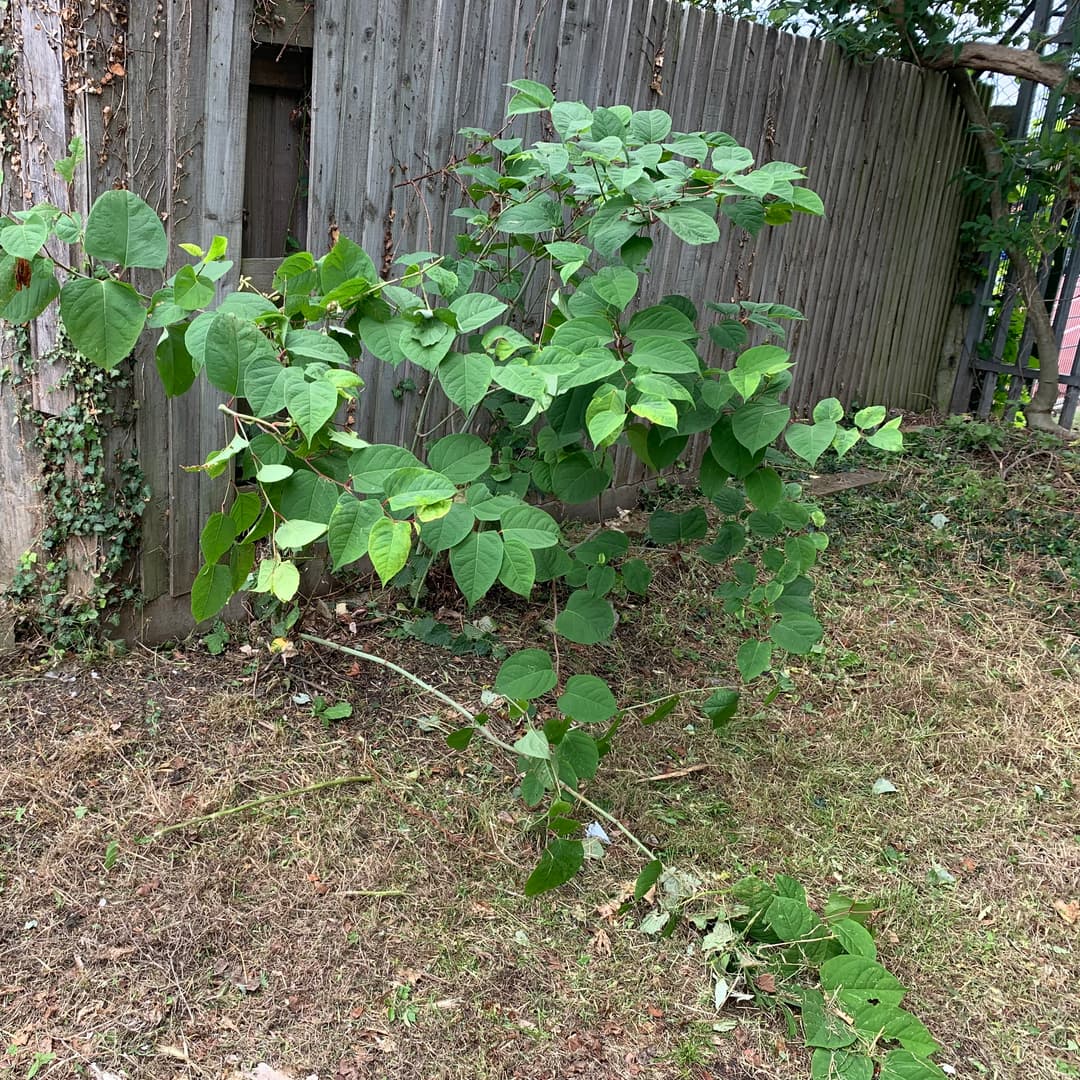 Clean garden landscape after successful invasive weed eradication and root treatment