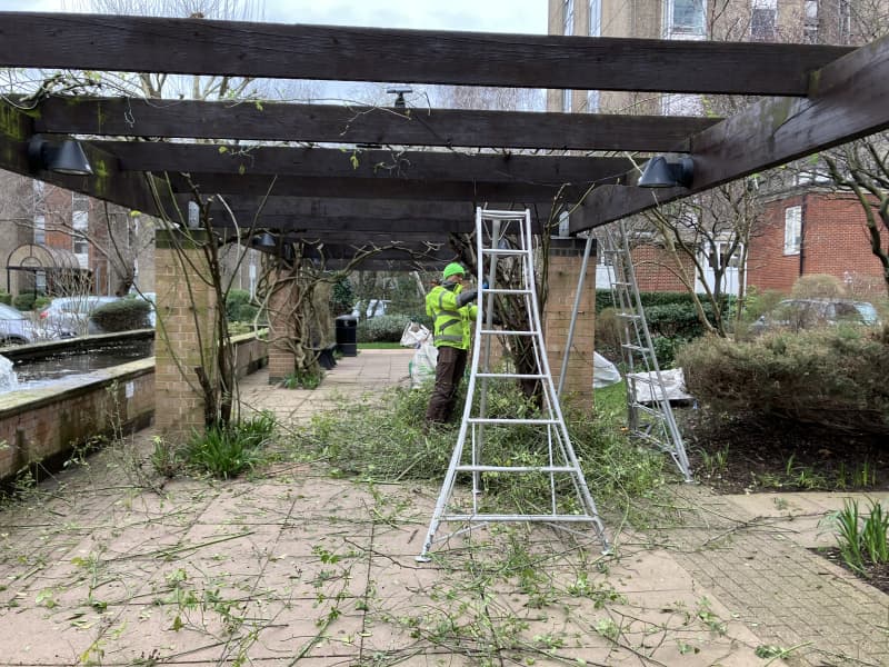 Overgrown commercial site in London before winter clearance and hedge reduction