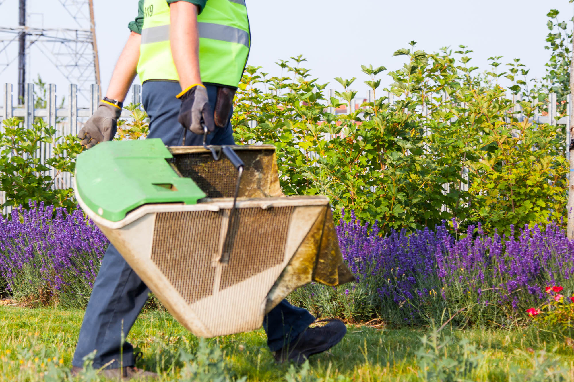 Garden Maintenance Services in London and Surrey15 Grass Barbers