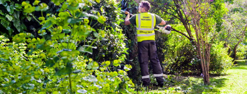 Grass Barbers Hedge Trimming Services in London and Surrey