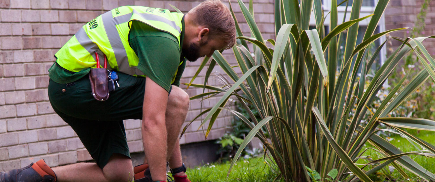 Weed Control in London and Surrey by Grass Barbers