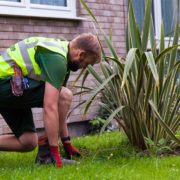Weed Control in London and Surrey by Grass Barbers