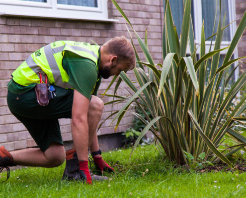 Weed Control in London and Surrey by Grass Barbers