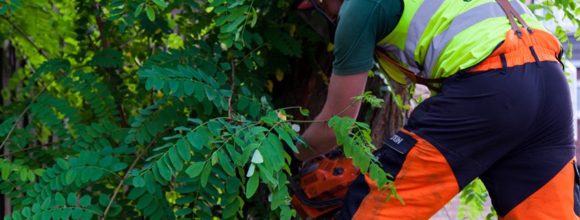 Garden Winter Clearance Services by Grass Barbers in London and Surrey