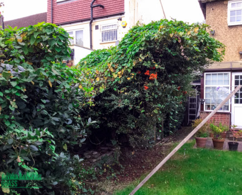 Garden Clearance Project in Thornton Heath CR7