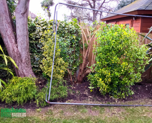 Garden Clearance project in Wimbledon SW19