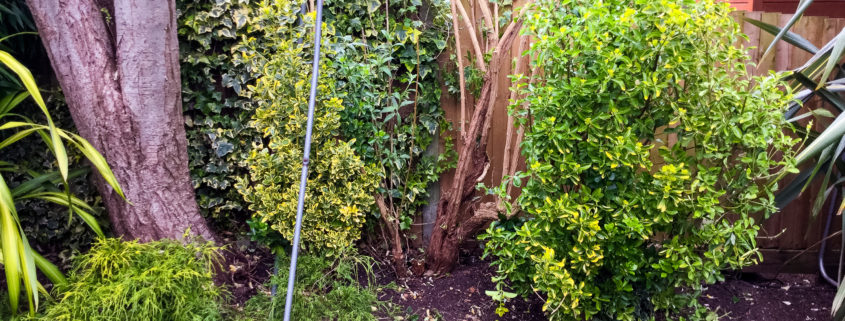 Garden Clearance project in Wimbledon SW19
