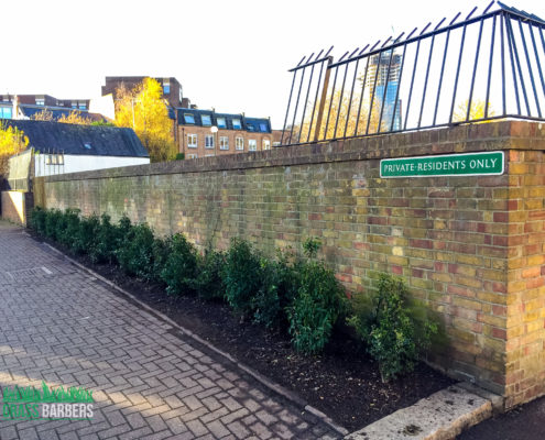 Hedge Replanting Project in Battersea SW11