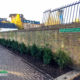 Hedge Replanting Project in Battersea SW11