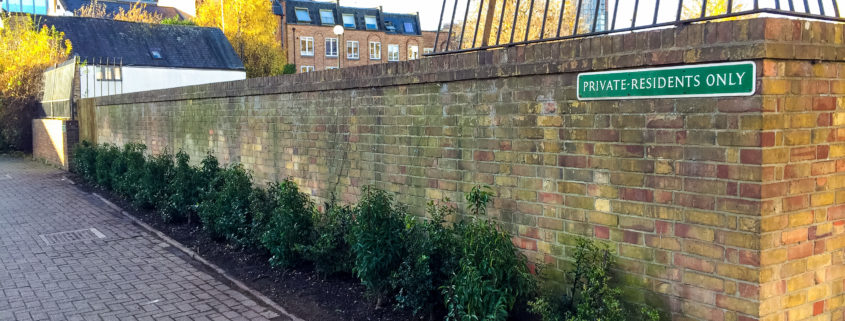 Hedge Replanting Project in Battersea SW11