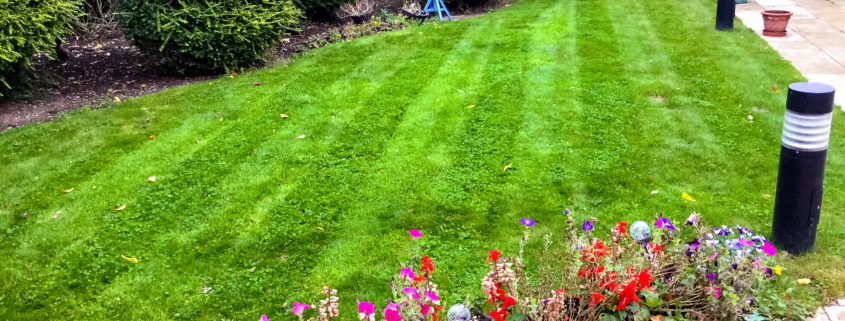 Care Home Grounds Maintenance Project in Mitcham CR4