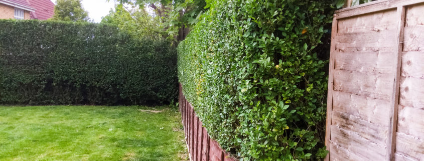 Grass Cutting and Garden Maintenance project in Purley CR8