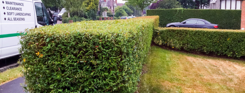 Grass Cutting and Garden Maintenance project in Purley CR8