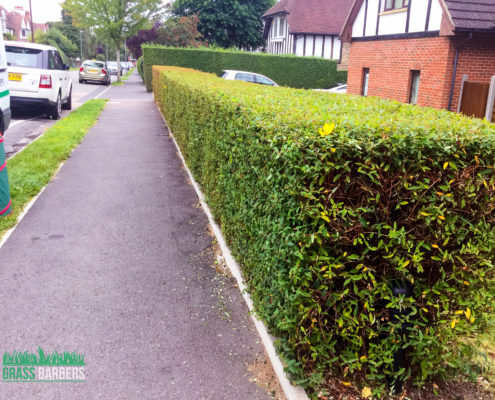 Grass Cutting and Garden Maintenance project in Purley CR8