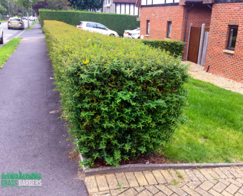 Grass Cutting and Garden Maintenance project in Purley CR8