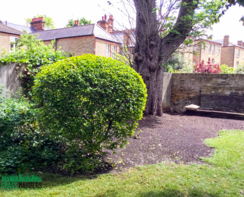 Grass Cutting and Gardening Project in Clapham SW4