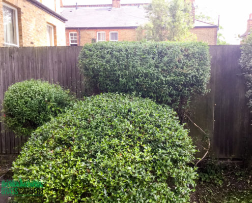 Grass Cutting and Gardening Project in Clapham SW4