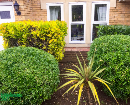 Lawn Care and Garden Maintenance Project in Wallington SM6