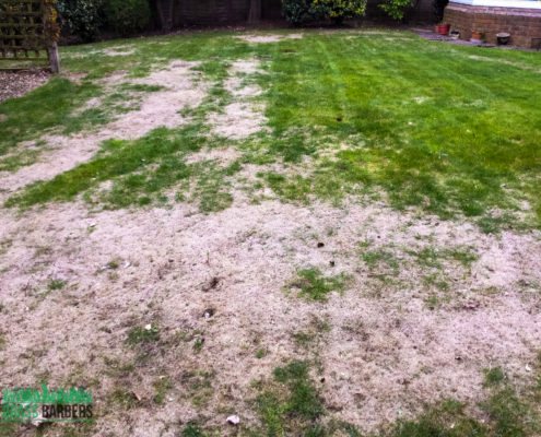 Lawn Care and Garden Maintenance Project in Wallington SM6