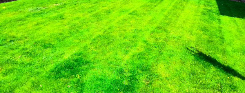 Lawn Care and Garden Maintenance Project in Wallington SM6