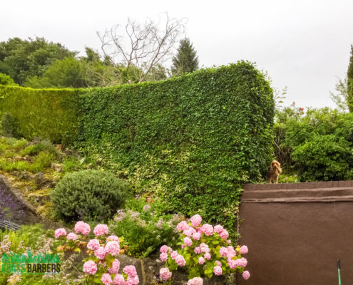 Garden Clearance Project in South Croydon CR2