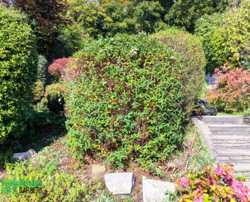 Garden Clearance Project in South Croydon CR2