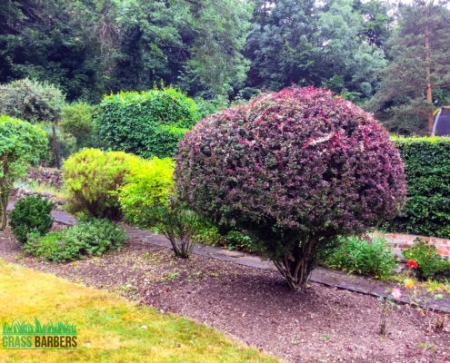 Garden Clearance Project in South Croydon CR2