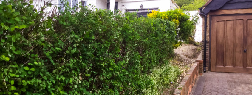 Garden Clearance Project in South Croydon CR2