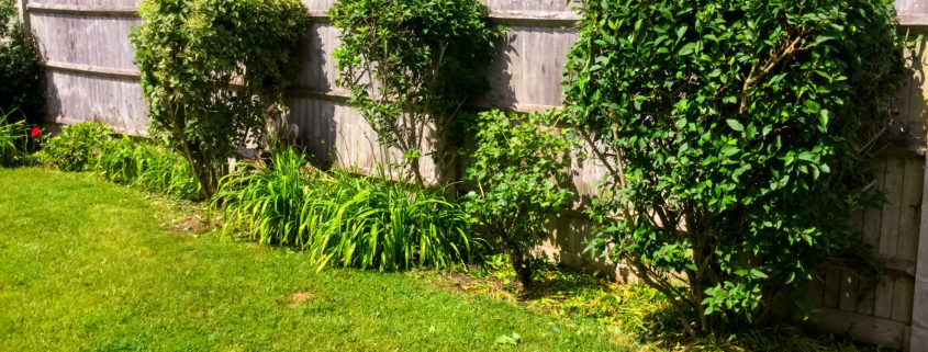 Garden Clearance Project in Sutton SM3