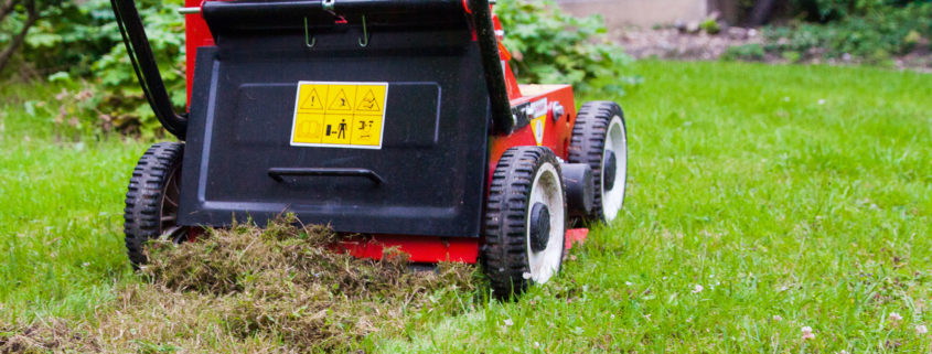 Garden Maintenance Project in Tooting Bec SW17