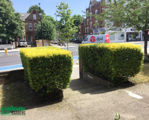 Garden Maintenance Project in Tooting Bec SW17