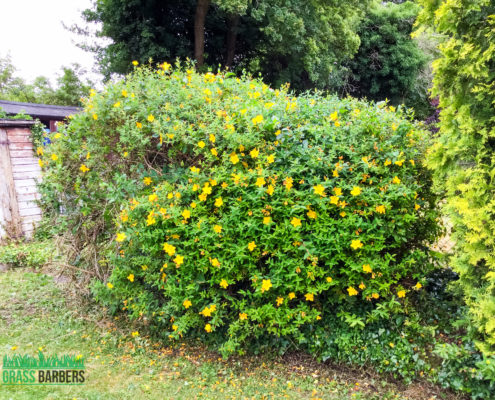 Grass Cutting and Gardening Project in Selsdon CR2