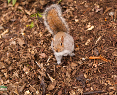 Gardening Services In Carshalton By Grass Barbers